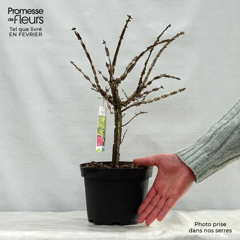 Euonymus alatus 20/30 cm ent pot de 2L - Fusain ailé sample as delivered in winter