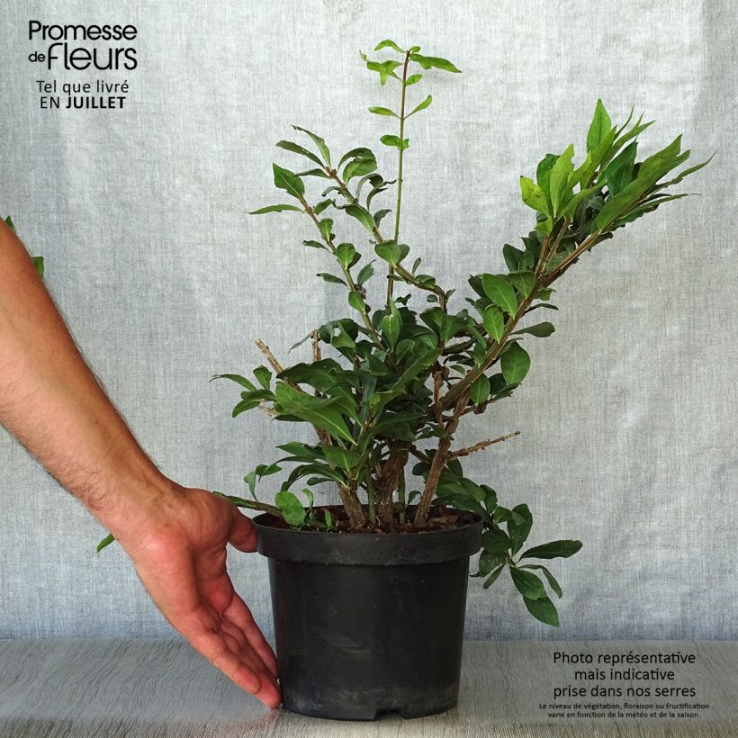Euonymus alatus - Burning Bush 2L/3L pot sample as delivered in summer