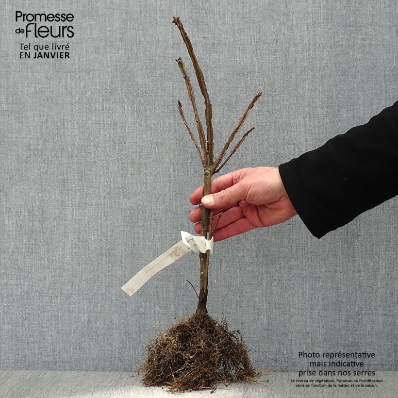 Euonymus alatus - Burning Bush Bare root sample as delivered in winter