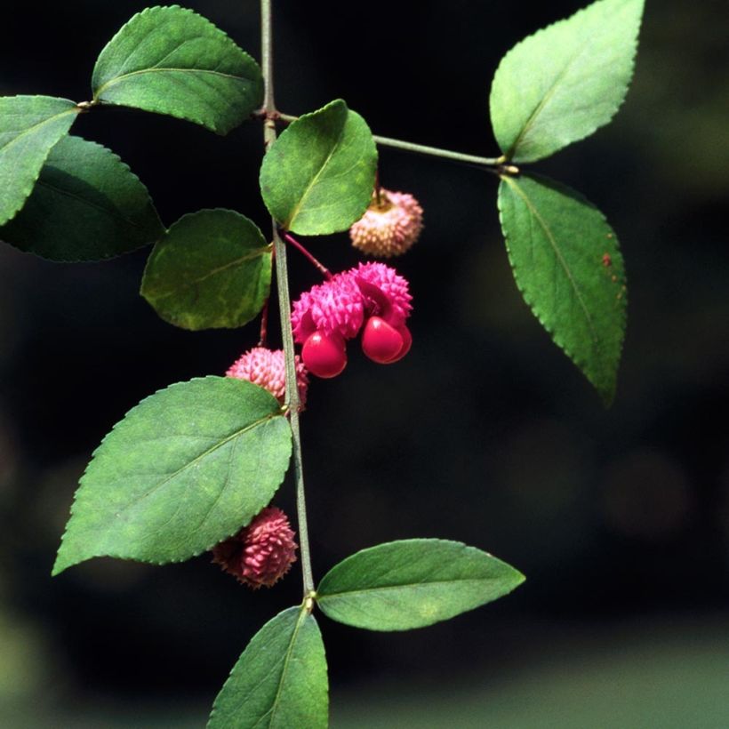 Euonymus americanus - Spindle (Foliage)