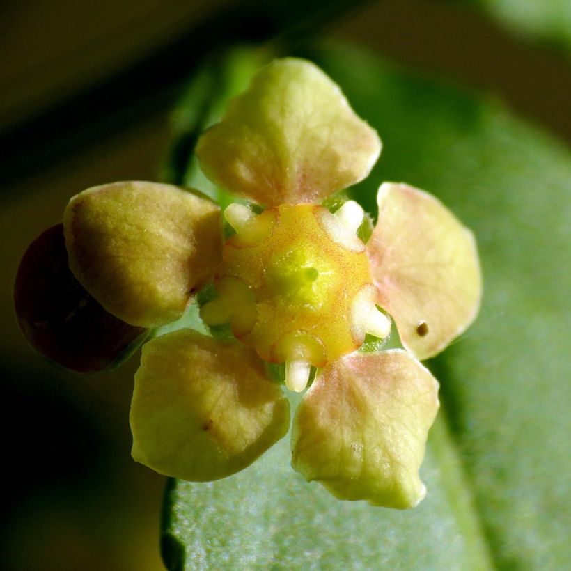 Euonymus americanus - Spindle (Flowering)