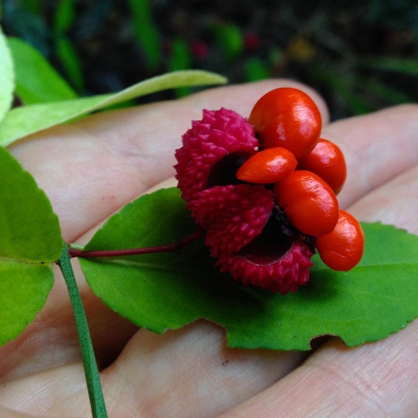 Euonymus americanus - Spindle (Harvest)