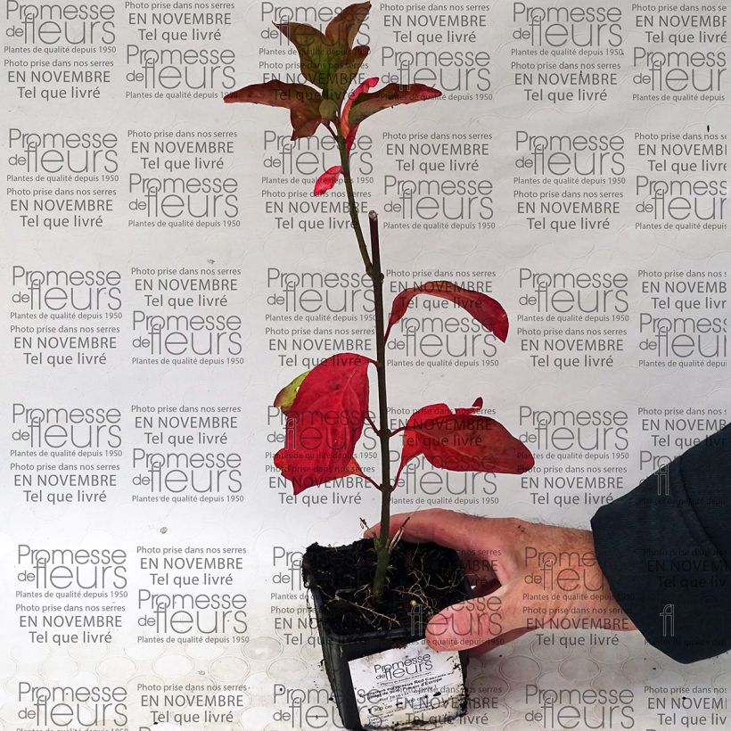 Example of Euonymus europaeus Red Cascade - European Spindle specimen as delivered