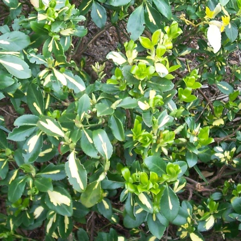 Euonymus fortunei Blondy - Spindle (Foliage)
