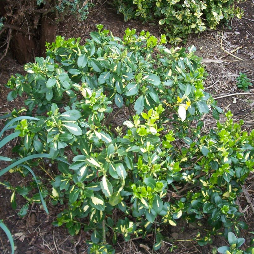 Euonymus fortunei Blondy - Spindle (Plant habit)