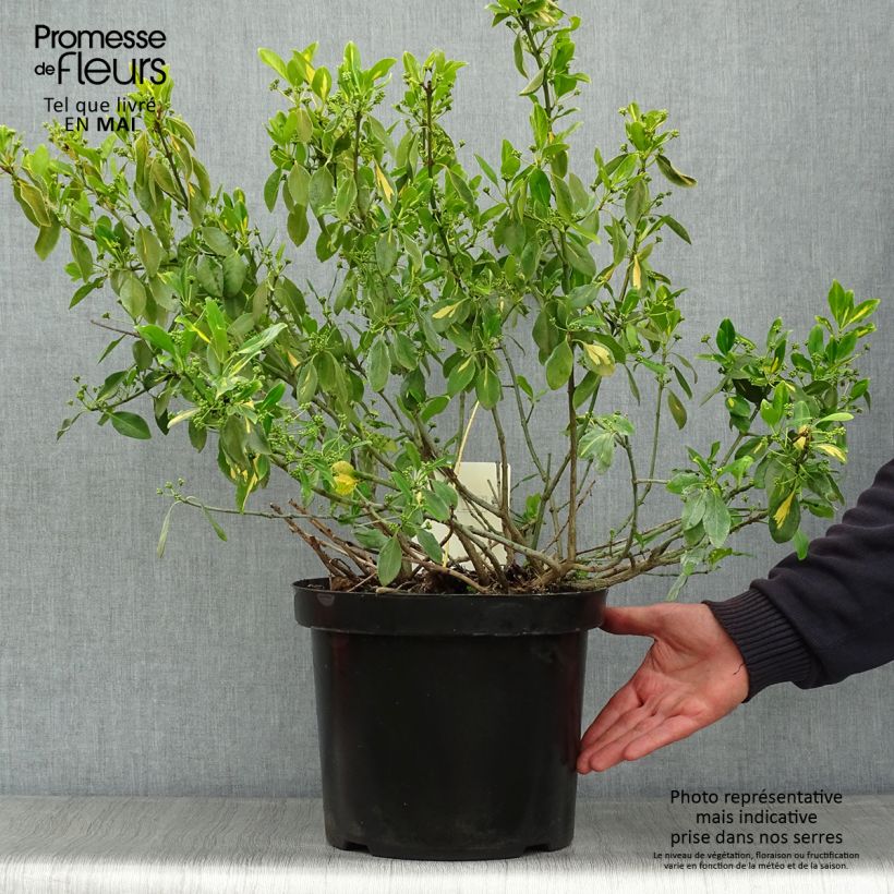 Euonymus fortunei Blondy - Spindle sample as delivered in spring