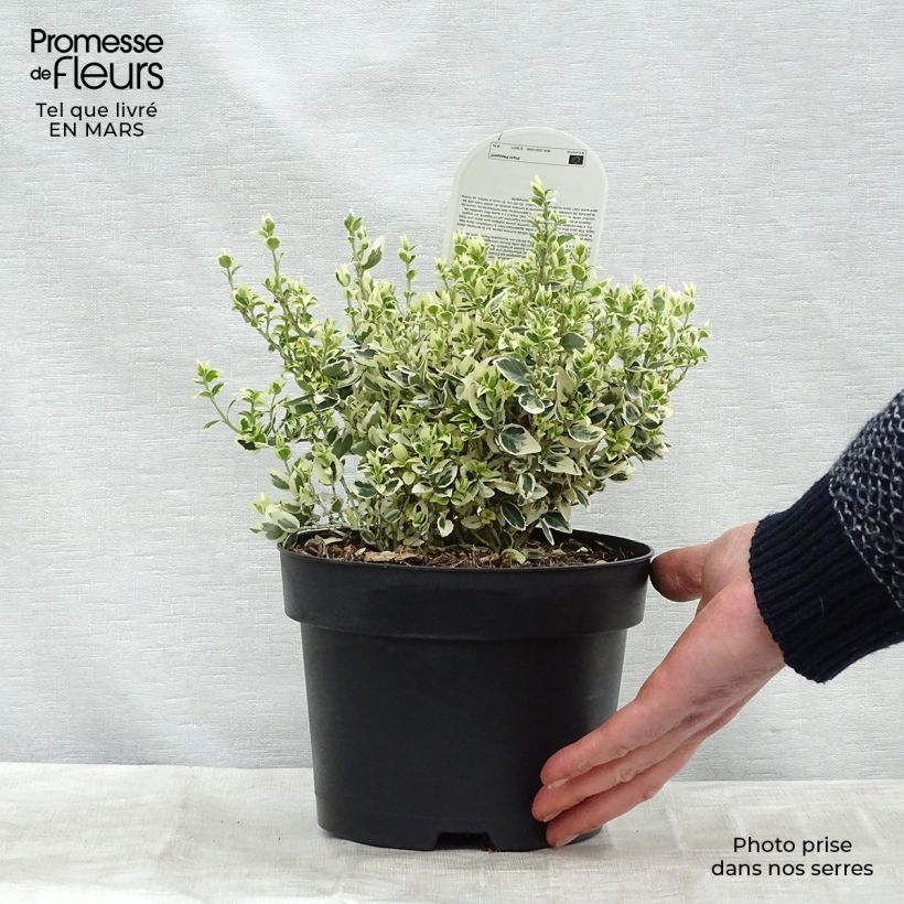 Euonymus fortunei Dan's Delight - Fusain persistant Pot de 2L/3L sample as delivered in winter