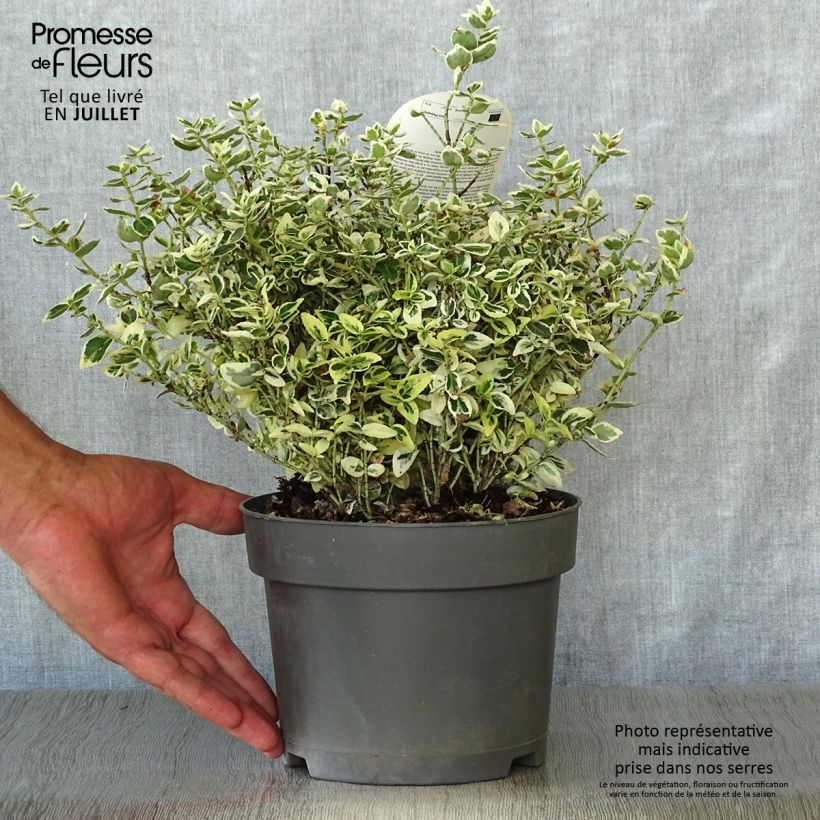 Euonymus fortunei Dans Delight - Spindle 2L/3L pot sample as delivered in summer