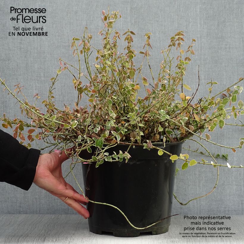 Euonymus fortunei Emerald Gaiety - Fusain en pot de 7,5L/10L sample as delivered in autumn