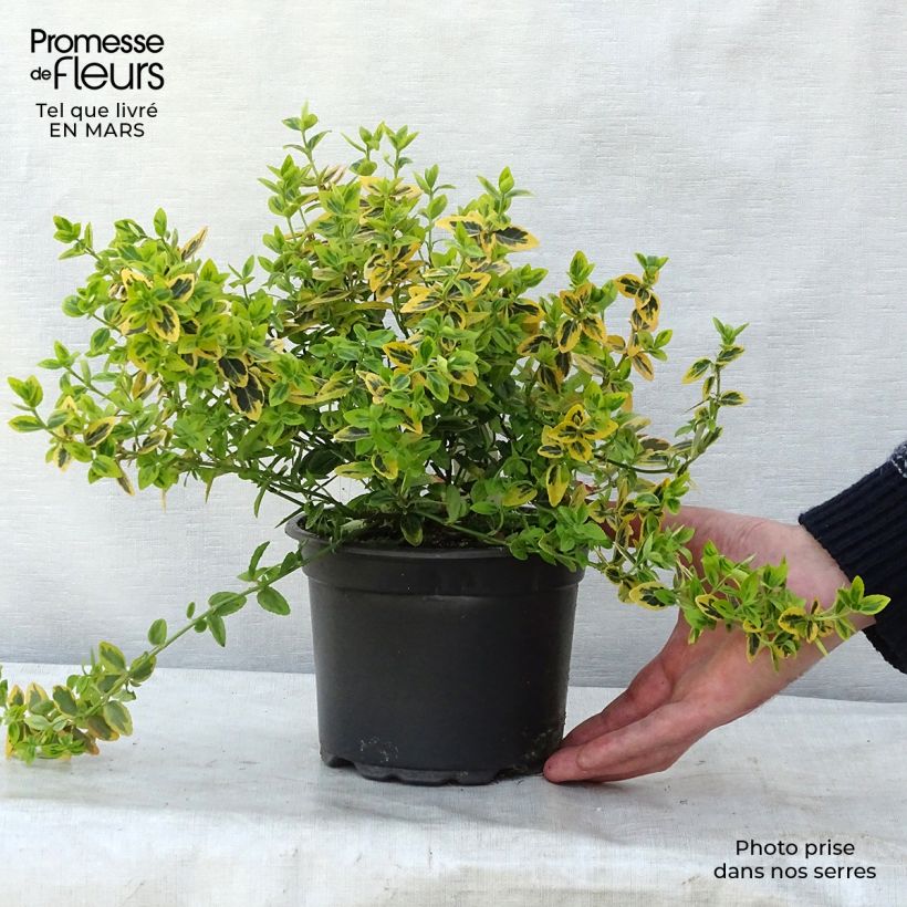 Euonymus fortunei Emerald 'n gold 10/20cm en pot de 3L- Fusain sample as delivered in winter