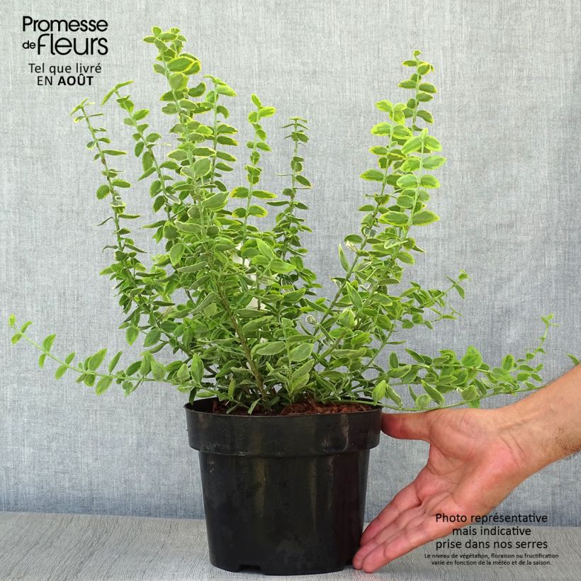 Euonymus fortunei Emerald n gold - Spindle 2L/3L pot sample as delivered in summer
