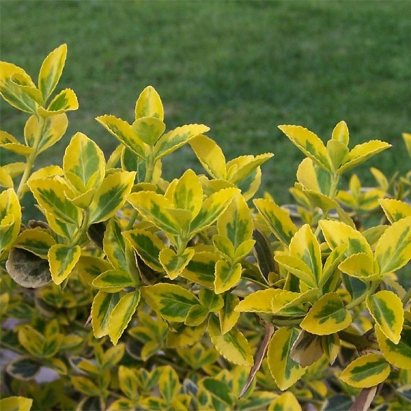 Euonymus fortunei Emerald n gold - Spindle (Foliage)