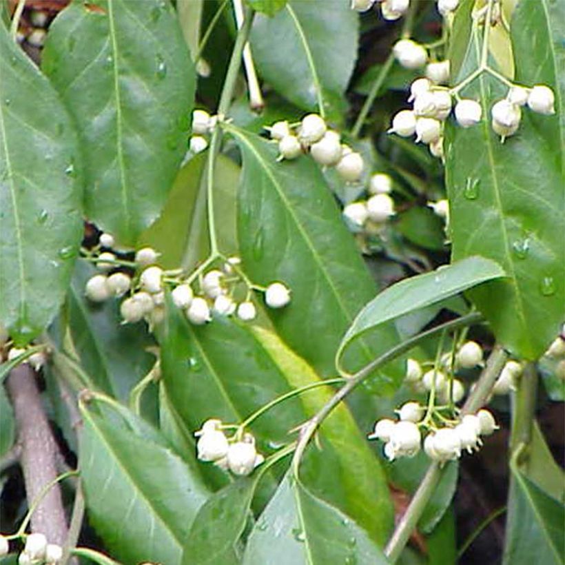 Euonymus fortunei Radicans - Spindle (Flowering)