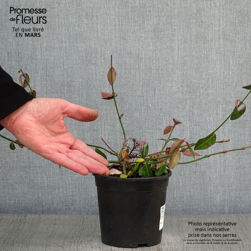 Euonymus fortunei Tustin - Fusain nain persistant. Pot de 1L/1.5L sample as delivered in winter