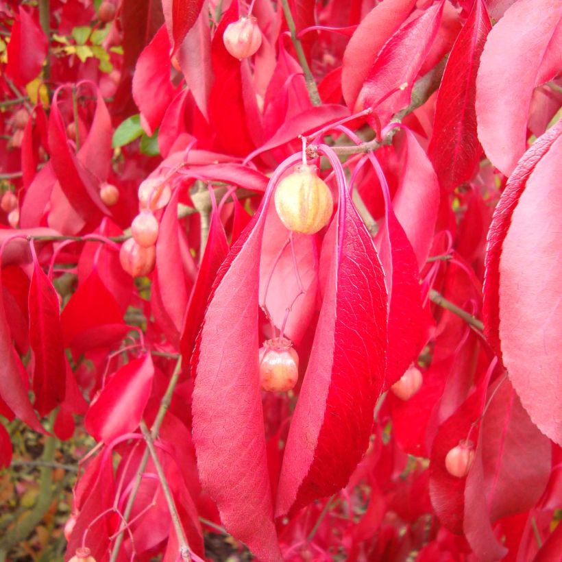 Euonymus grandiflorus Red Wine - Spindle (Foliage)