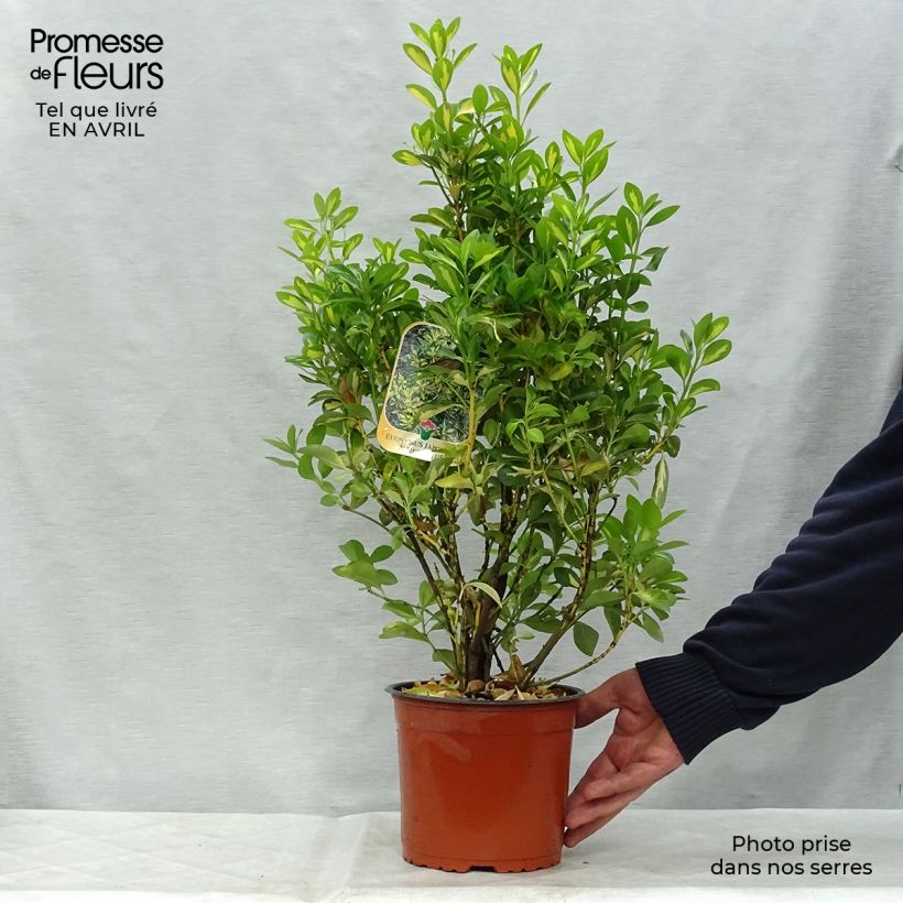Euonymus japonicus Aureus - Japanese Spindle sample as delivered in spring