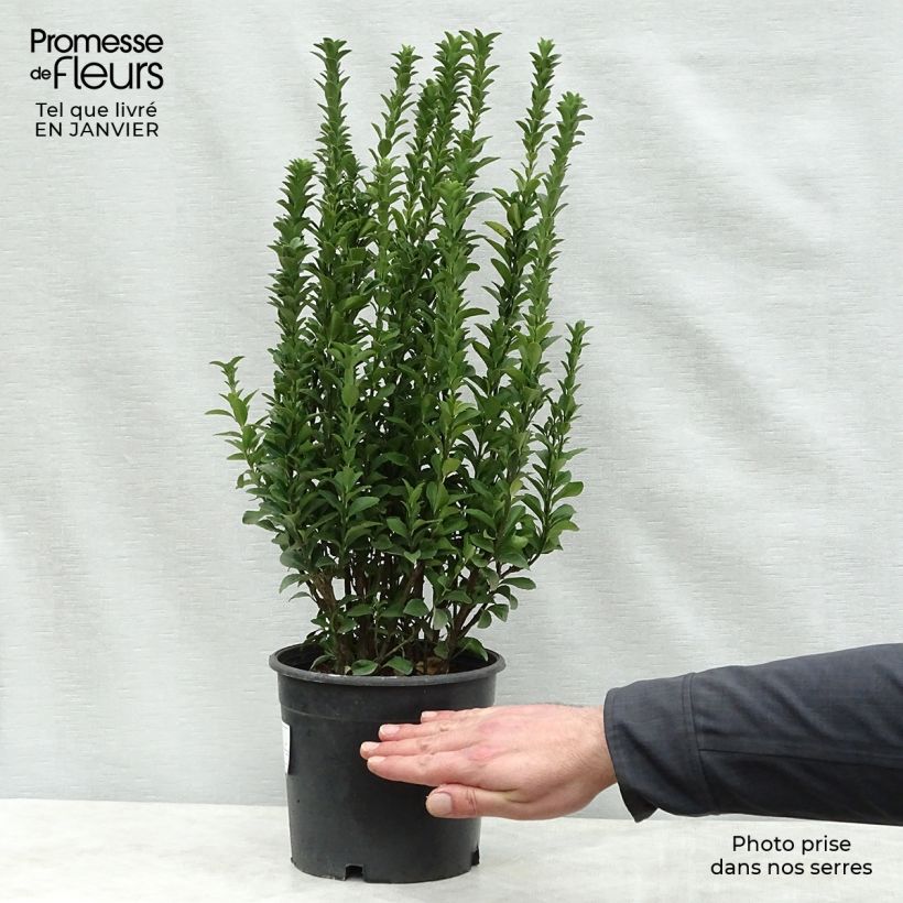 Euonymus japonicus Benkomasaki (Erecta) 20/25cm en pot 3L sample as delivered in winter