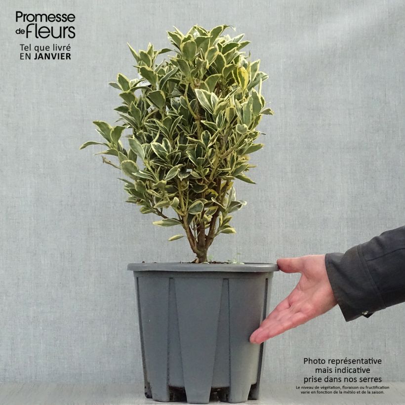 Euonymus japonicus Bravo - Japanese Spindle sample as delivered in winter