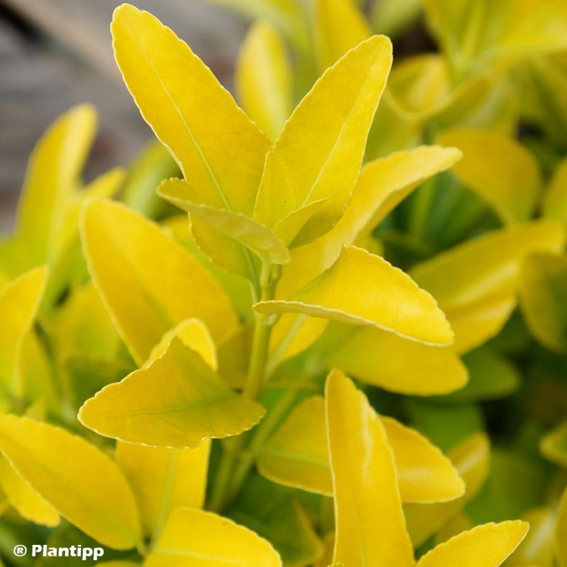 Euonymus japonicus El Dorado (Foliage)