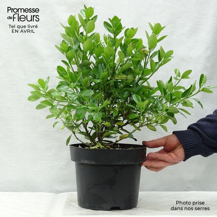 Euonymus japonicus - Japanese Spindle sample as delivered in spring