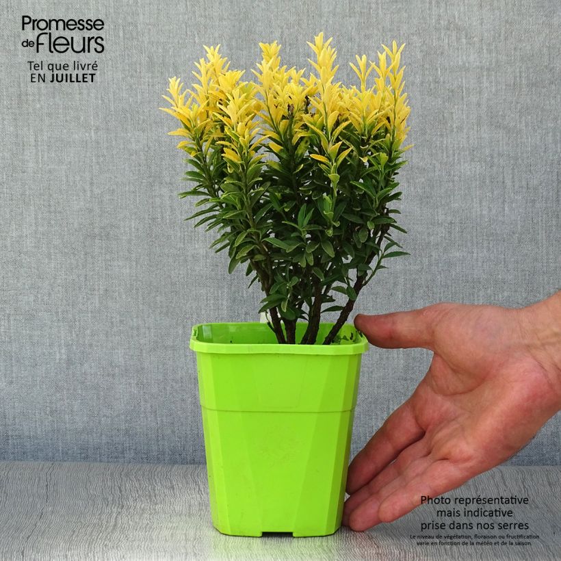 Euonymus japonicus Happiness - Japanese Spindle 1L/1.5L pot sample as delivered in summer