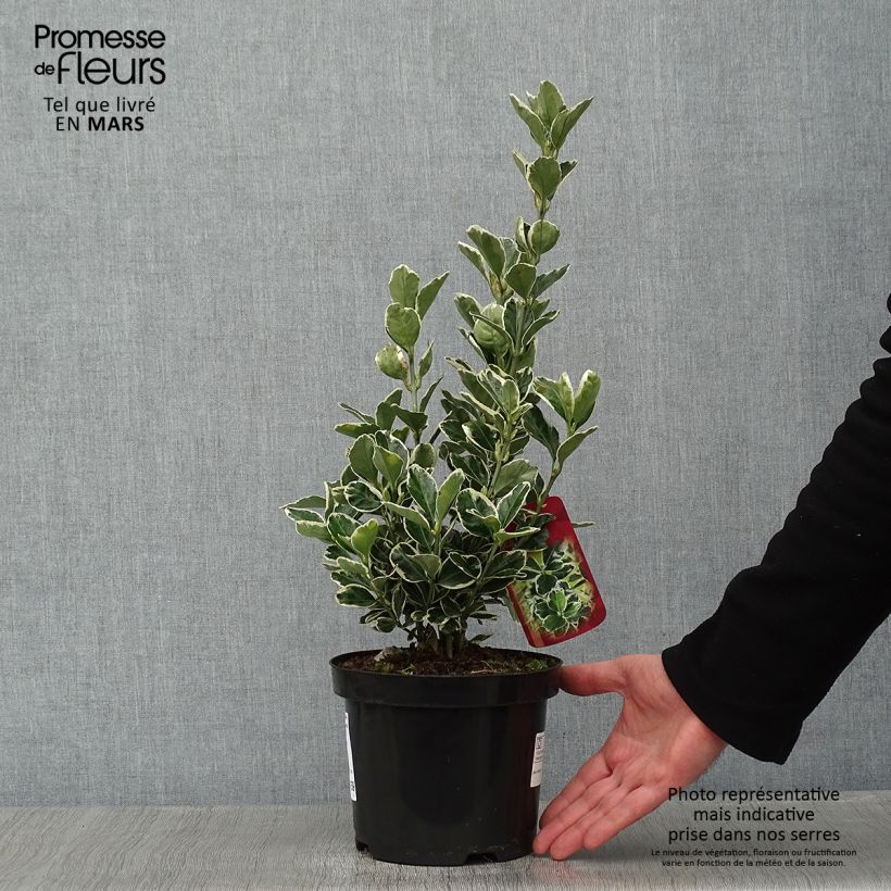 Euonymus japonicus Kathy - Fusain du Japon en pot de 2L/3L sample as delivered in winter