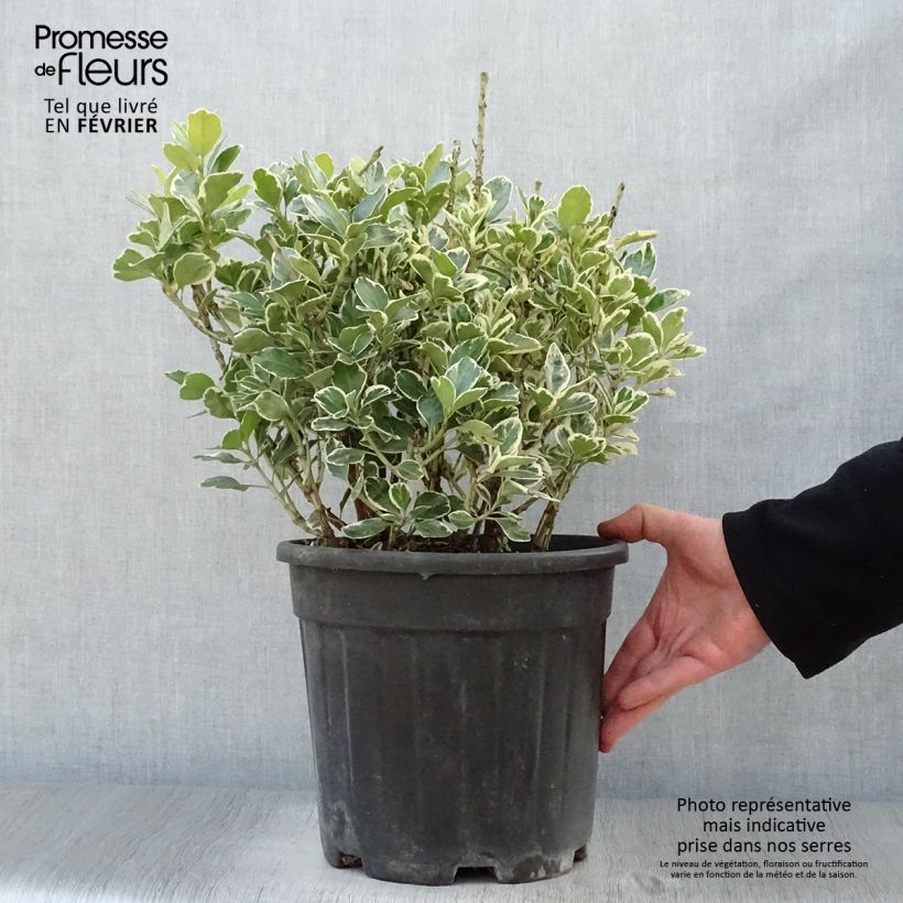 Euonymus japonicus Kathy - Fusain du Japon en pot de 7,5L/10L sample as delivered in winter