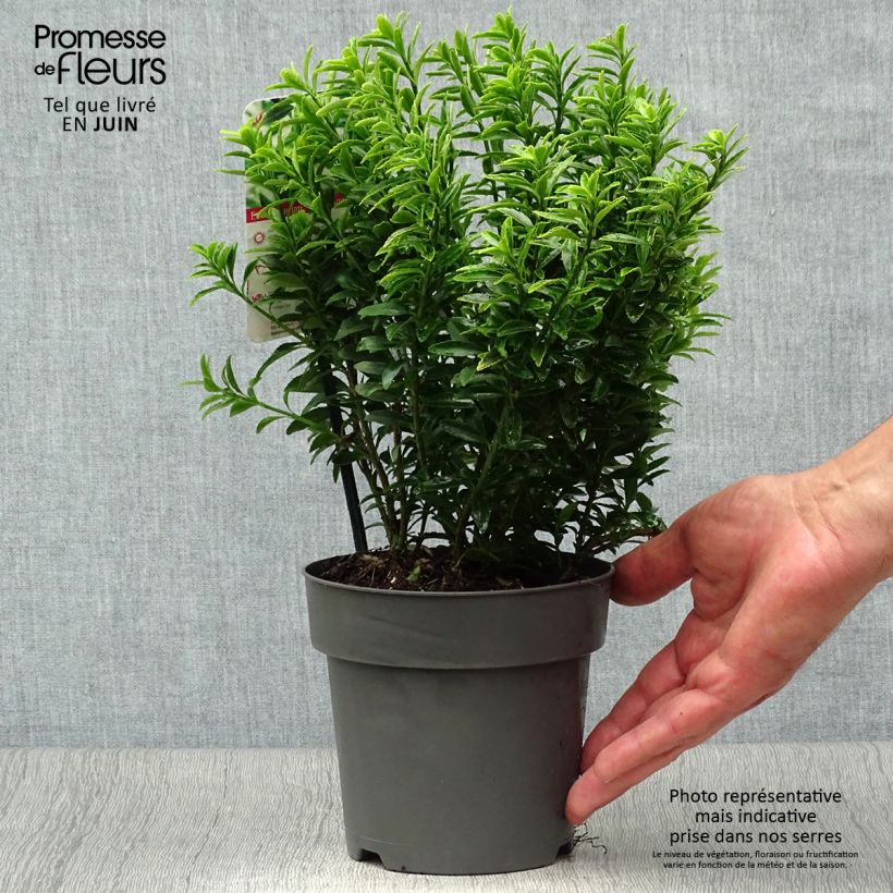 Euonymus japonicus Microphyllus Aureovariegatus - Japanese Spindle 2L/3L pot sample as delivered in summer
