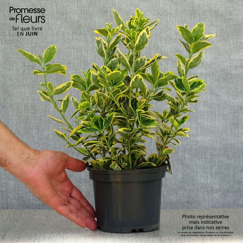 Euonymus japonicus Ovatus Aureus - Japanese Spindle 2L/3L pot sample as delivered in summer