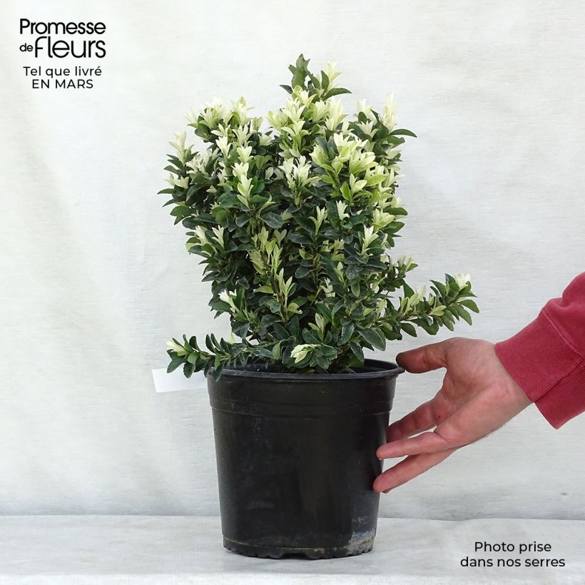 Euonymus japonicus Paloma Blanca - Japanese Spindle sample as delivered in spring
