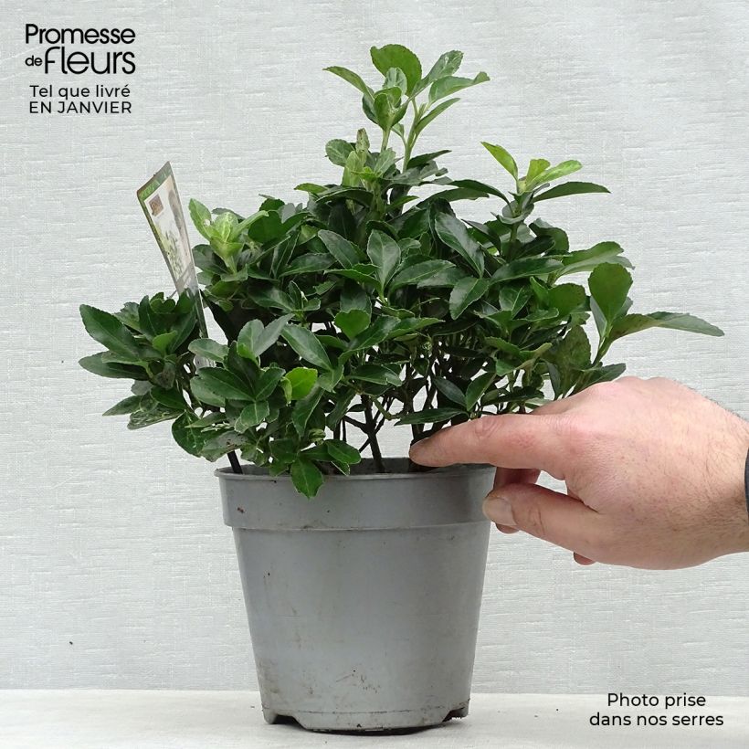 Euonymus japonicus Pierrolino - Fusain du Japon Pot de 2L/3L sample as delivered in winter