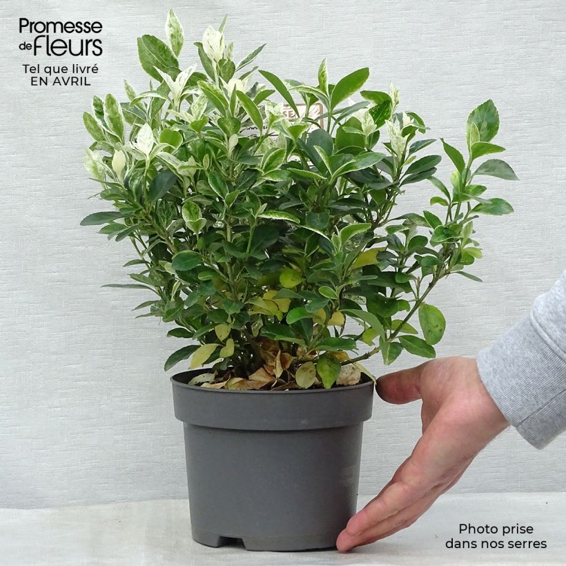 Euonymus japonicus Pierrolino - Japanese Spindle sample as delivered in spring