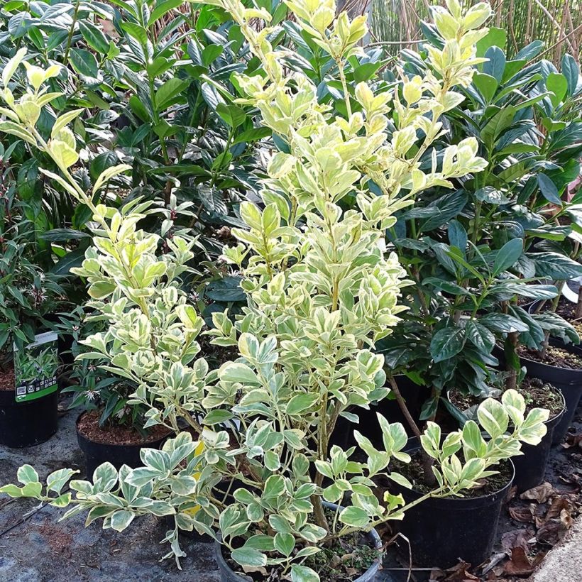 Euonymus japonicus Président Gauthier - Japanese Spindle sample as delivered in winter