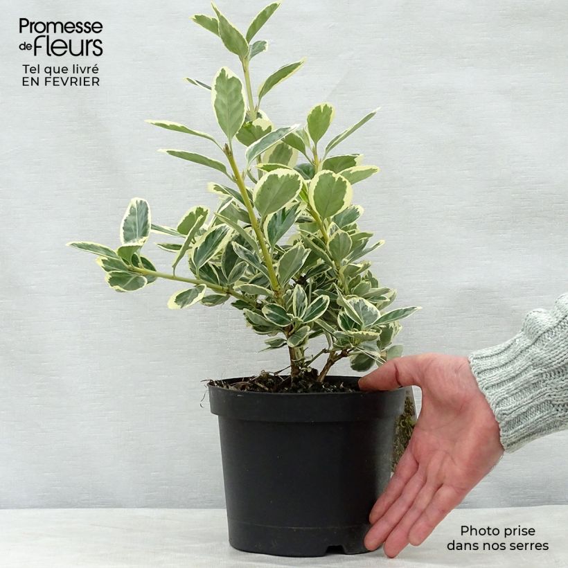 Euonymus japonicus Président Gauthier - Fusain du Japon en pot de 2L/3L sample as delivered in winter