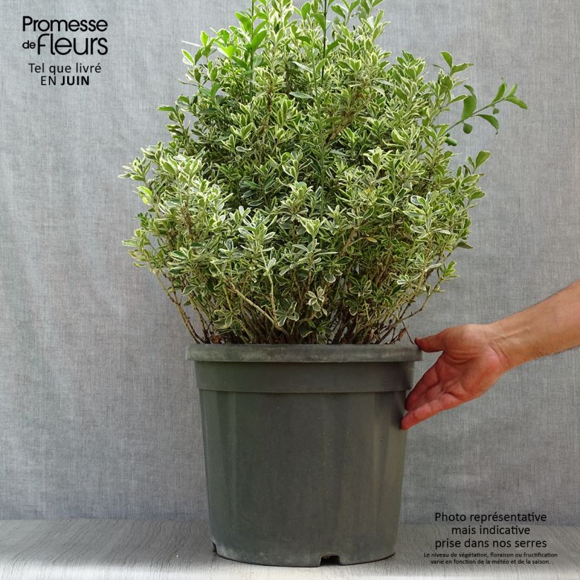Euonymus japonicus Suzanne - Japanese Spindle 7.5L/10L pot sample as delivered in summer