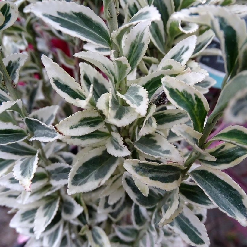 Euonymus japonicus White Spire - Japanese Spindle (Foliage)