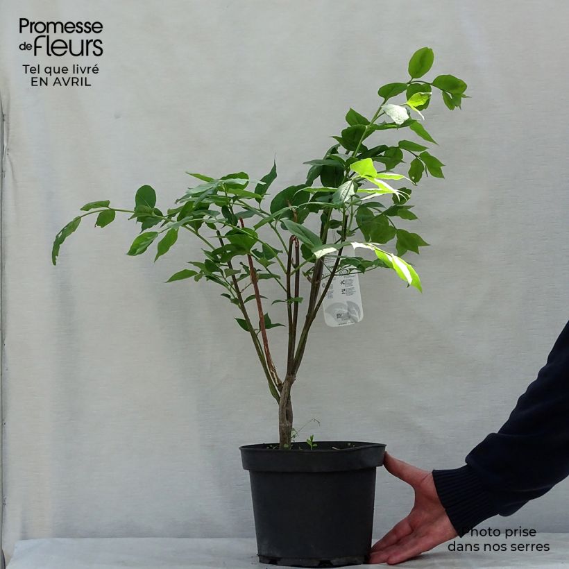 Euonymus planipes - Euonymus sample as delivered in spring