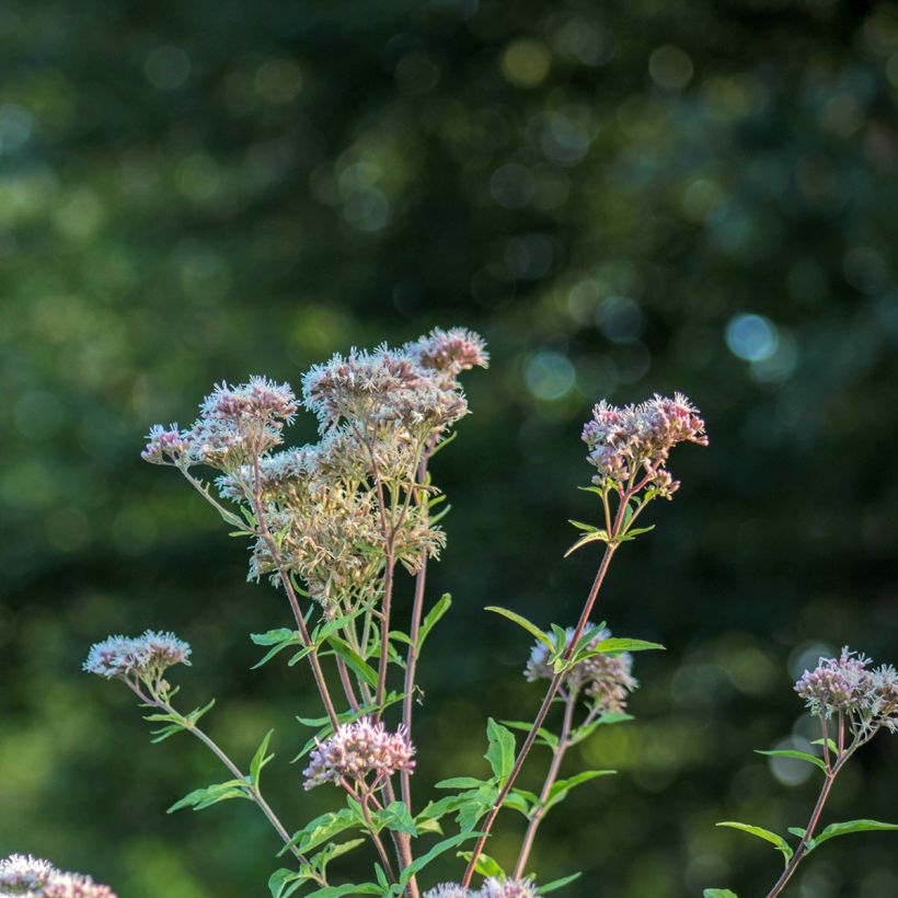 Eupatorium fortunei (Flowering)