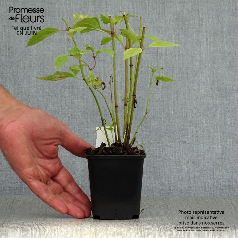 Eupatorium maculatum Atropurpureum 8/9 cm pot sample as delivered in summer