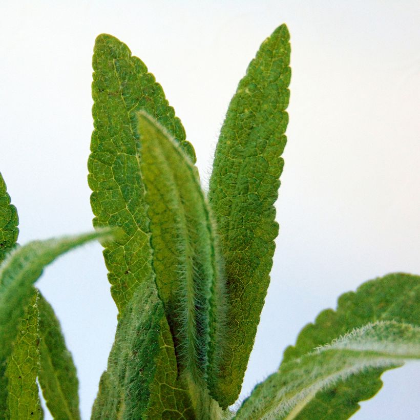 Eupatorium perfoliatum (Foliage)