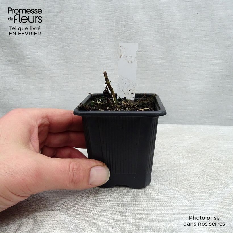 Eupatorium rugosum Chocolate ou Ageratina altissima Godet de 8 cm sample as delivered in winter