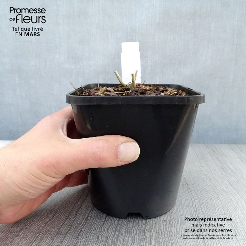 Eupatorium rugosum Chocolate ou Ageratina altissima - pot de 1.5L/2L sample as delivered in spring
