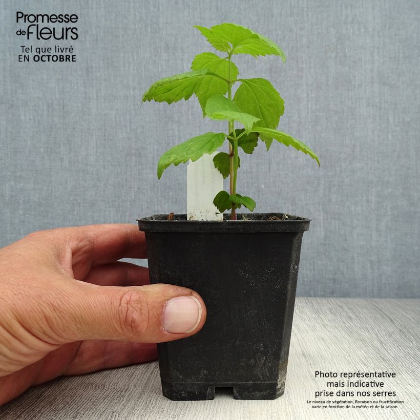 Eupatorium rugosum Braunlaub 8/9 cm pot sample as delivered in autumn