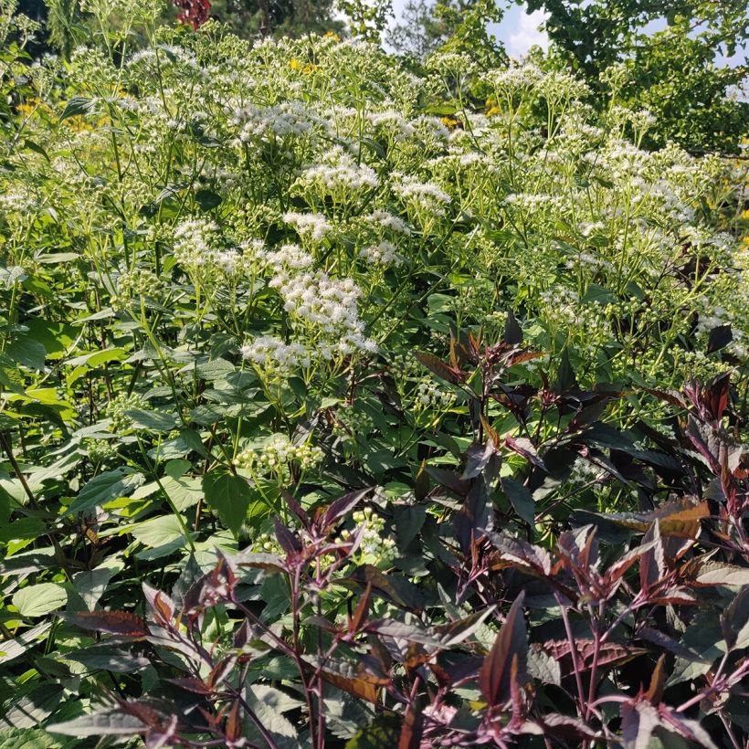 Eupatorium rugosum Braunlaub (Plant habit)