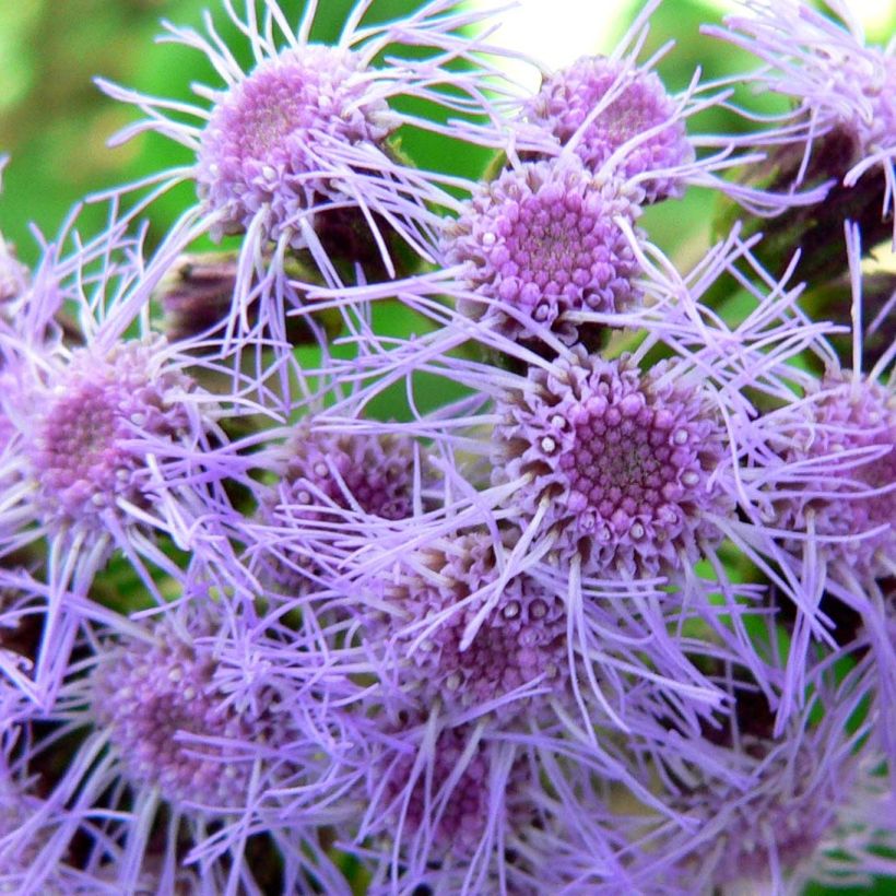 Eupatorium sordidum (Flowering)