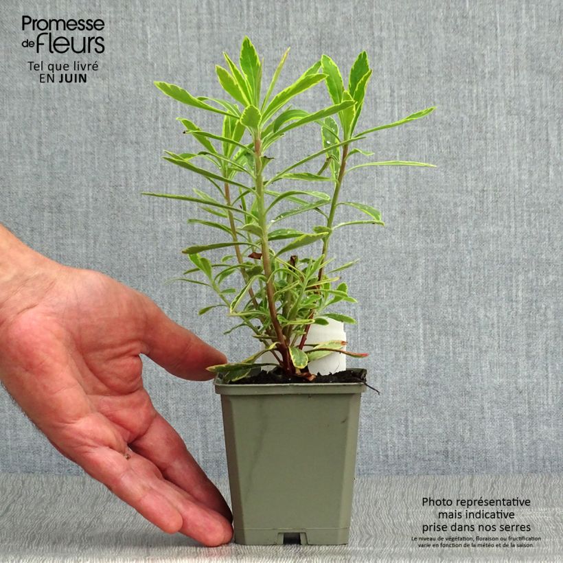 Euphorbia martinii Ascot Rainbow - Spurge 8/9 cm pot sample as delivered in summer