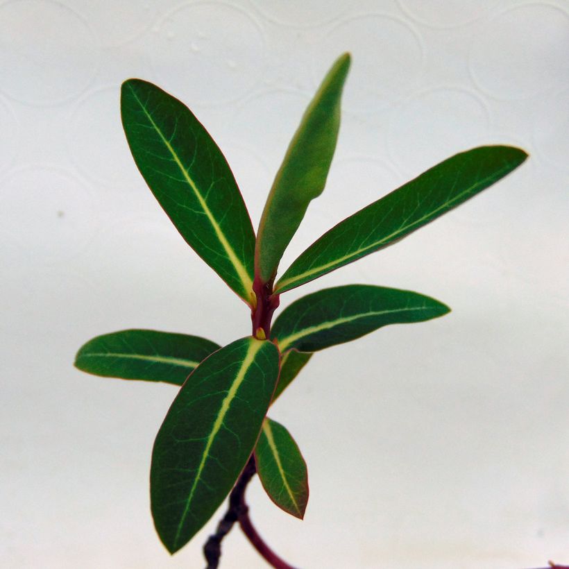 Euphorbia cornigera - Spurge (Foliage)