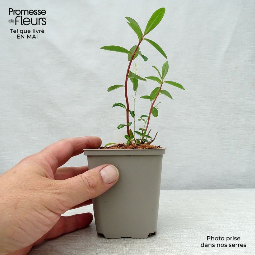 Euphorbia cornigera - Spurge sample as delivered in spring