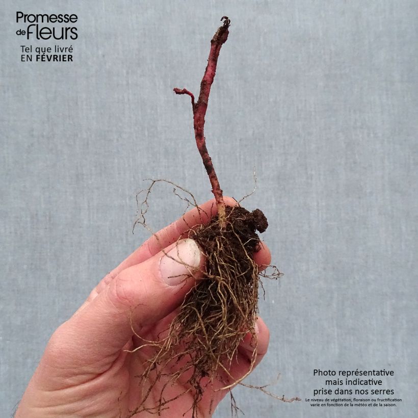 Euphorbia amygdaloïdes Frosted Flame - Spurge Bare root sample as delivered in winter