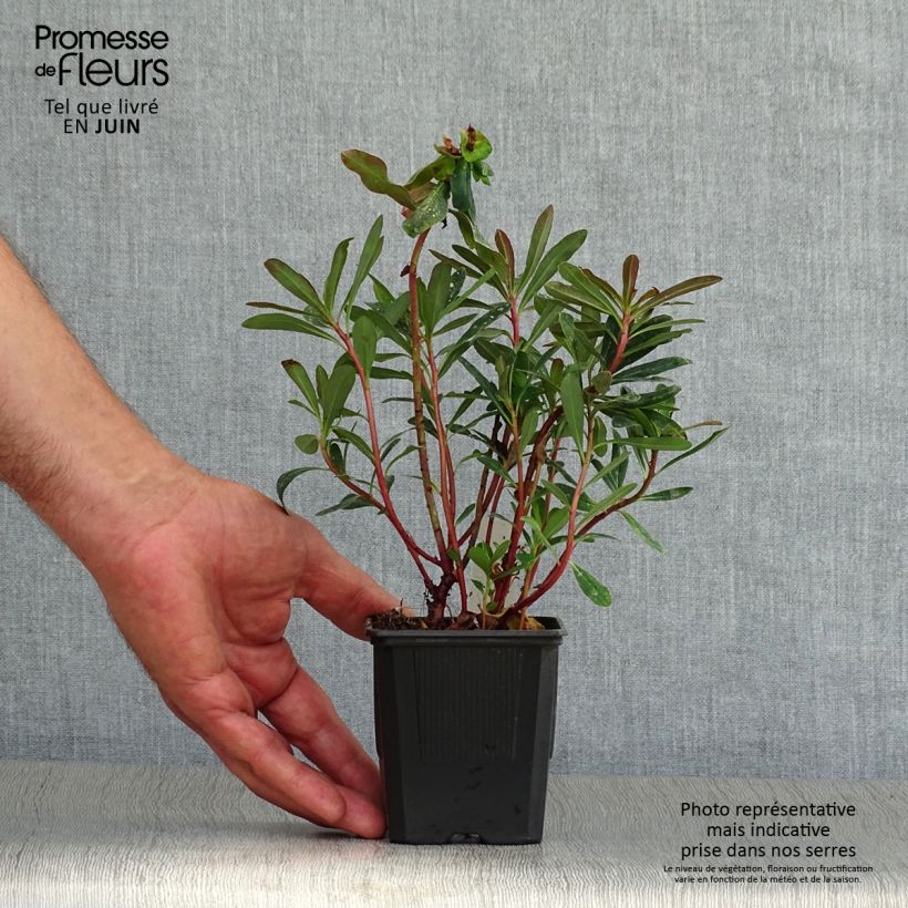 Euphorbia amygdaloides Purpurea - Spurge 8/9 cm pot sample as delivered in summer